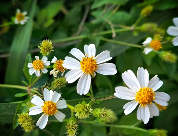 Bidens pilosa